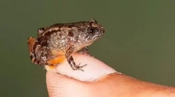 ضفدع أصغر من حبة الأرز يُدهش العلماء ويُعلن عن أصغر فقاري في العالم